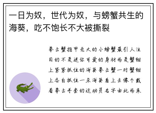 一日为奴，世代为奴，与螃蟹共生的海葵，吃不饱长不大被撕裂